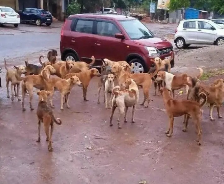 గుంపులుగా సంచరిస్తున్న గ్రామ సింహాలు
