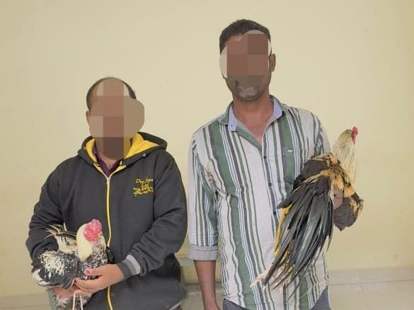చౌడేపల్లెలో కోడిపందాలు.. ఇద్దరు అరెస్ట్