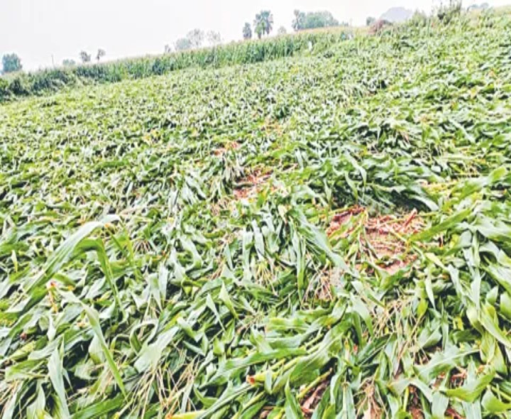 జిల్లాలో భారీ వర్షాలు.. 9,282 ఎకరాల్లో పంట నష్టం