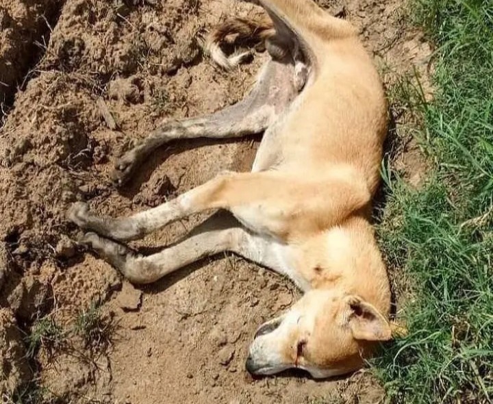 యాపట్లలో పిచ్చి కుక్క స్వైర విహారం