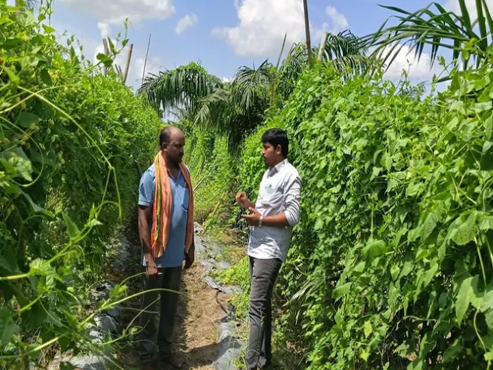 కూరగాయల సాగుకు రూ.50 వేల రాయితీ: సునీల్