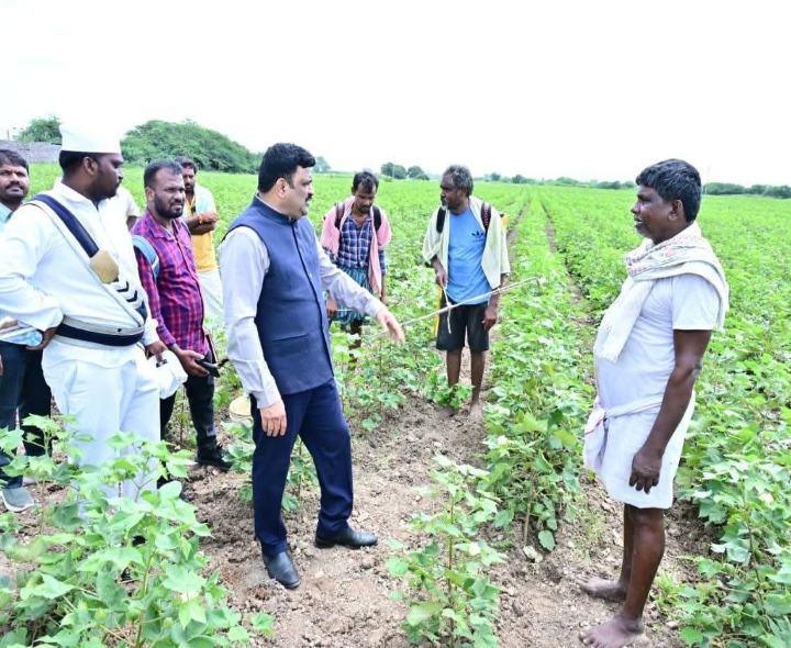 పత్తి పంటను పరిశీలించిన కలెక్టర్