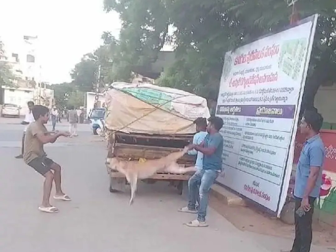 ‘వీధి కుక్కల సమాచారాన్ని తెలపండి’