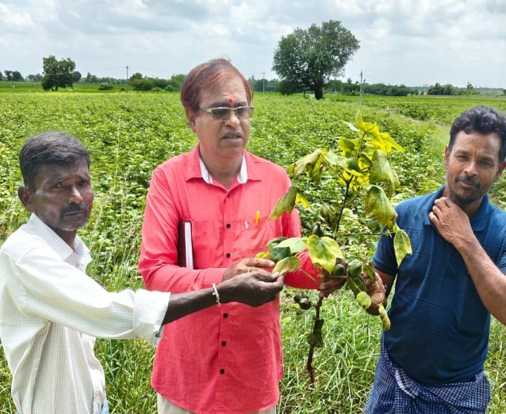 పంట పొలాలను సందర్శించిన శాస్త్రవేత్త