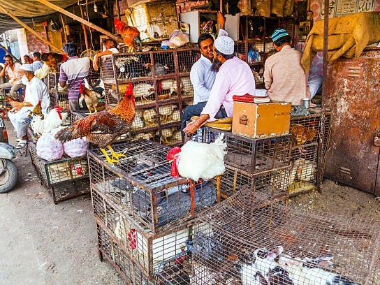 నగరంలో నేడు చికెన్ ఎంతంటే..!