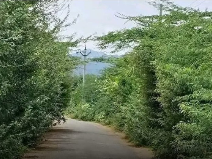 రోడ్డుకు ఇరువైపులా దట్టంగా చిల్లచెట్లు