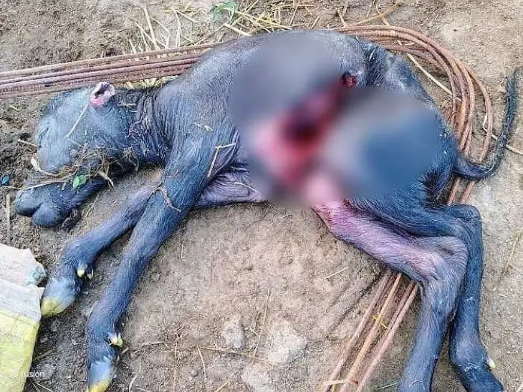 కుక్కల దాడిలో లేగదూడ మృతి