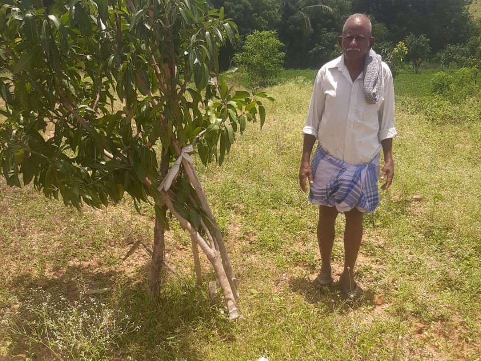 వెదురుకుప్పంలో 35 మామిడి చెట్లు నరికివేత