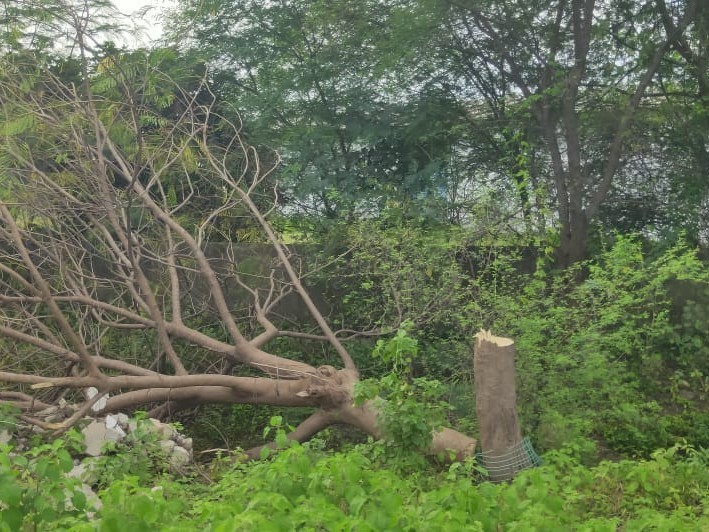 హరితహారం చెట్ల నరికివేతపై ఆందోళన