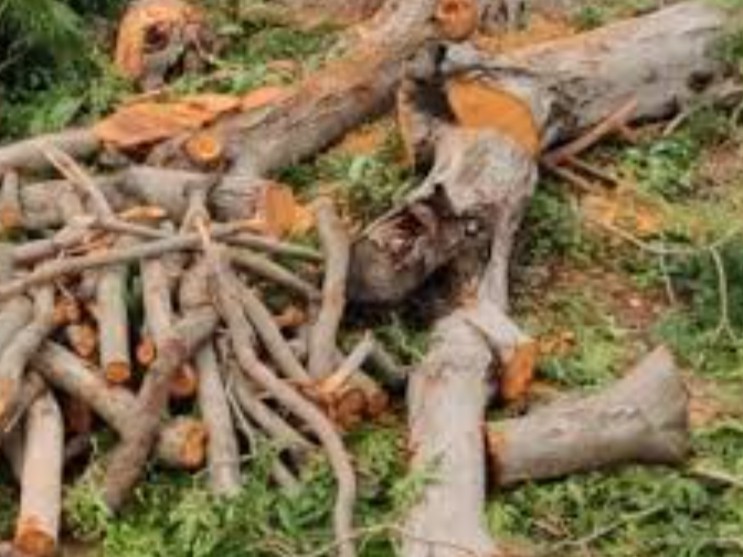 అనుమతి లేకుండా చెట్ల నరికివేత… కేసు నమోదు