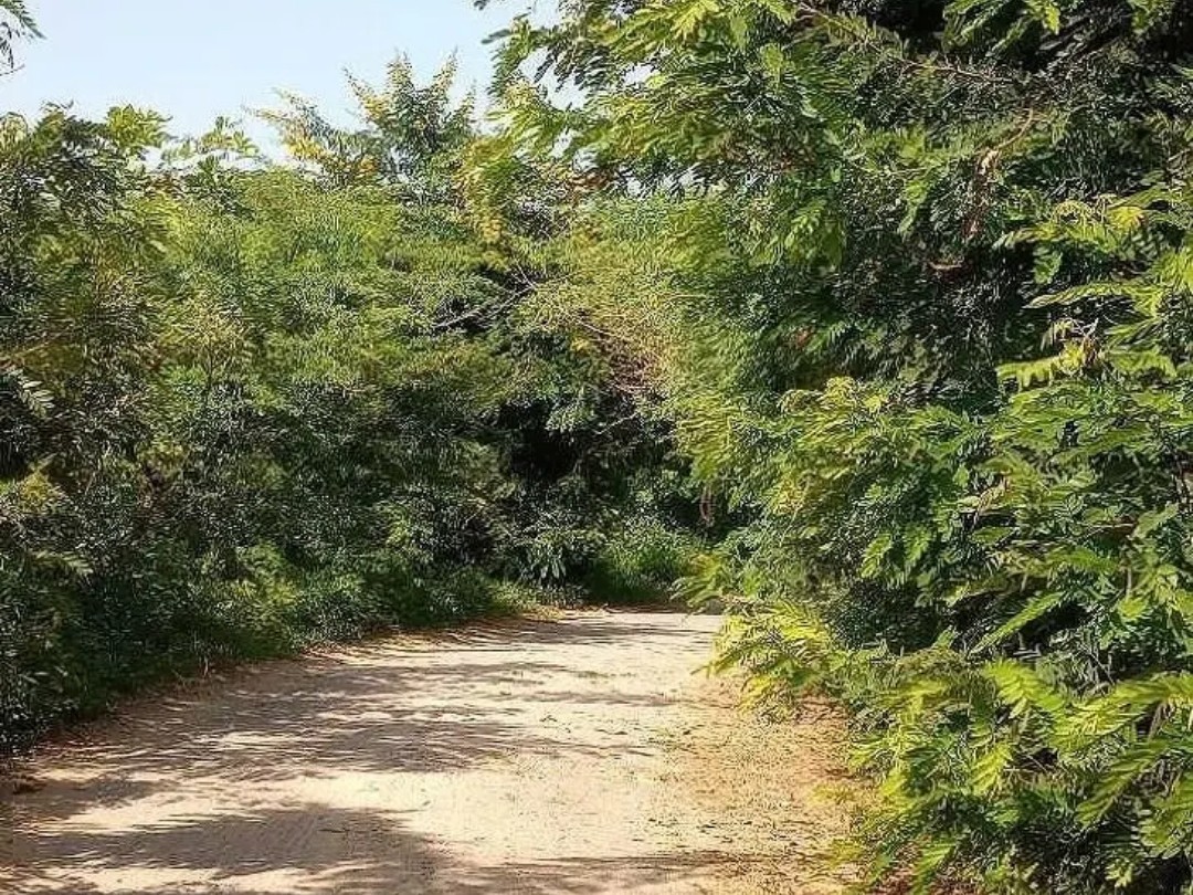 రోడ్డును కప్పేసిన కంపచెట్లు