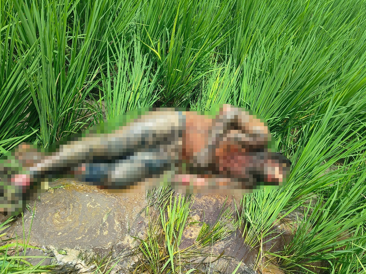 గుర్తు తెలియని మృతదేహం కలకలం