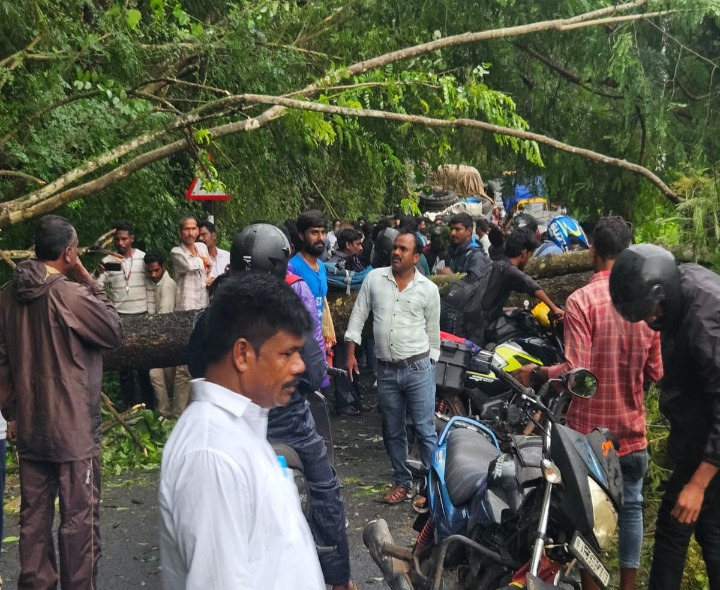భారీ వర్షానికి కూలిన భారీ వృక్షం