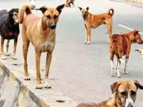 కదిరిలో వీధి కుక్కలతో భయం భయం