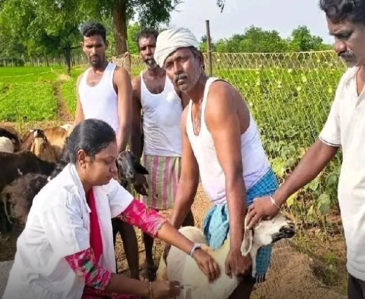 ‘గొర్రెలకు టీకాలు వేయించాలి’