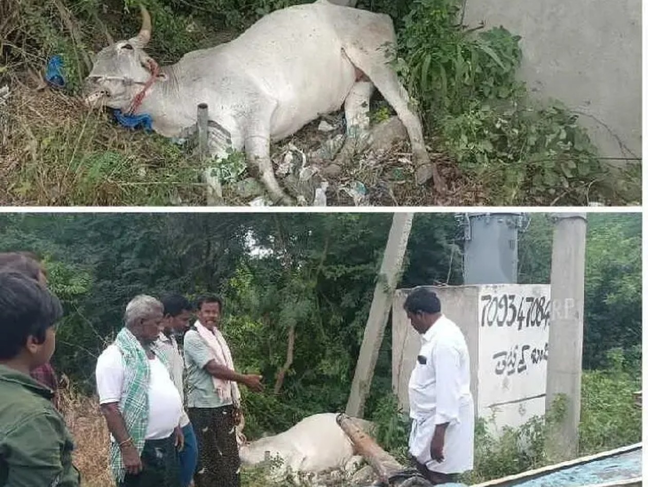 విద్యుత్ షాక్ తగిలి ఏద్దు మృతి