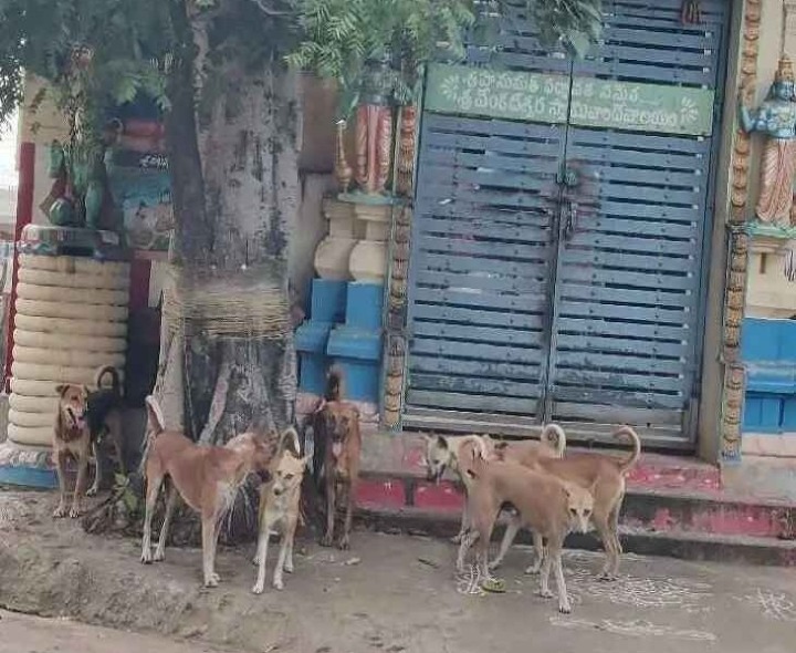 తల్లాడలో వీధి కుక్కల బెడద