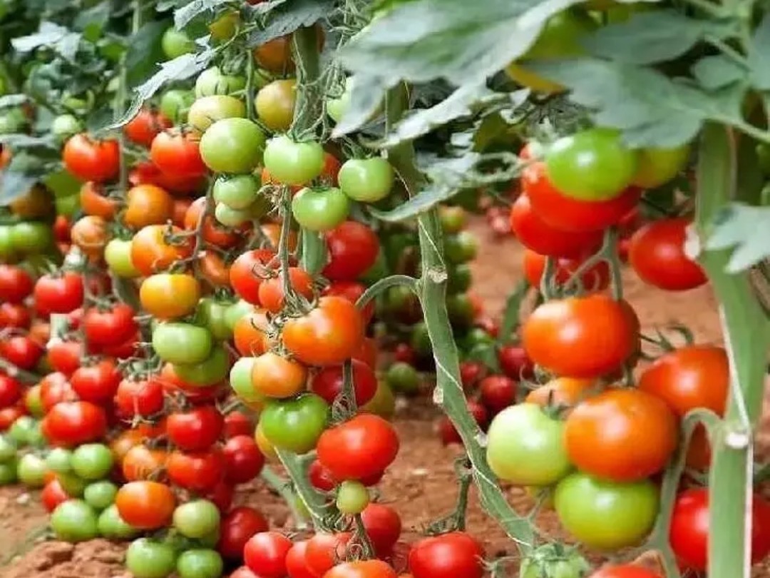 ఏటేటా తగ్గుతున్న కూరగాయల సాగు..