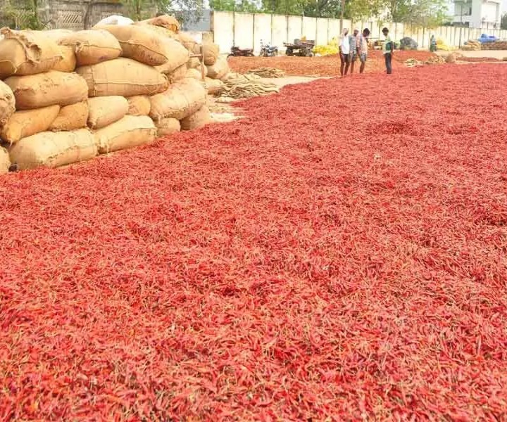 గుంటూరు మిర్చి యార్డులో నేటి ధరలు