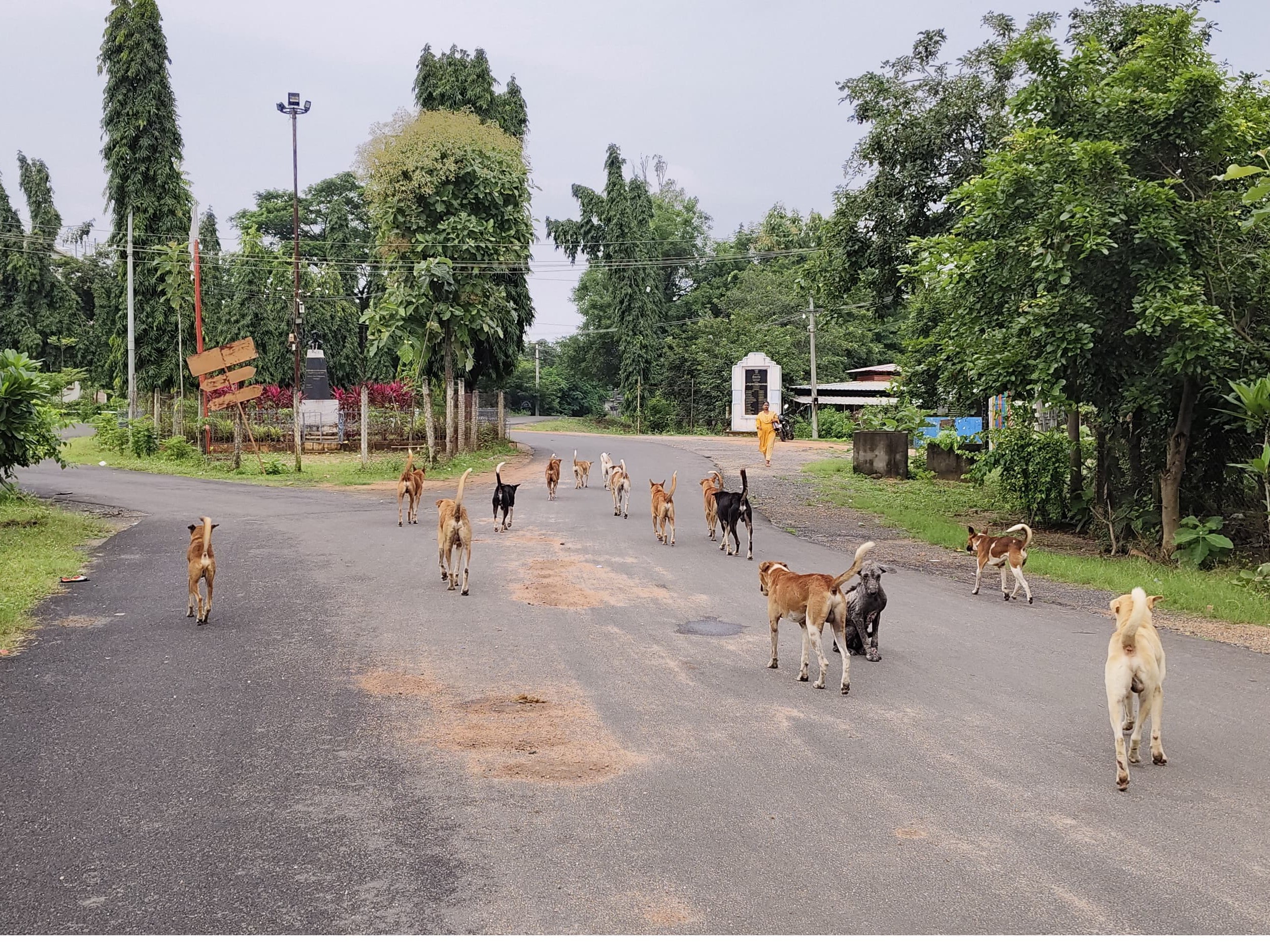 మహిళా డిగ్రీ కళాశాల ఆవరణలో కుక్కల బెడద