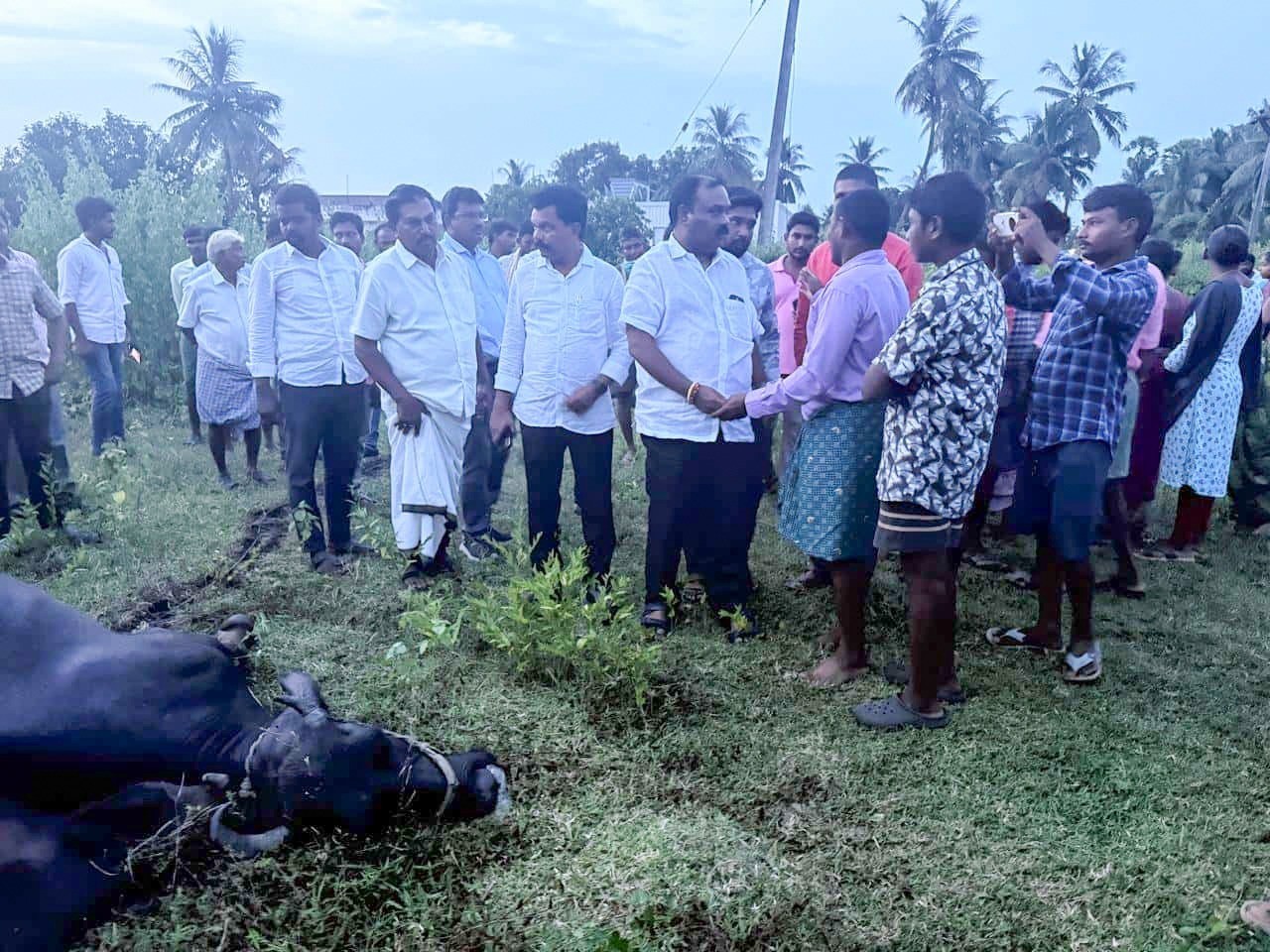 బూరుగుపూడిలో విద్యుత్ షాక్‌తో గేదెలు మృతి