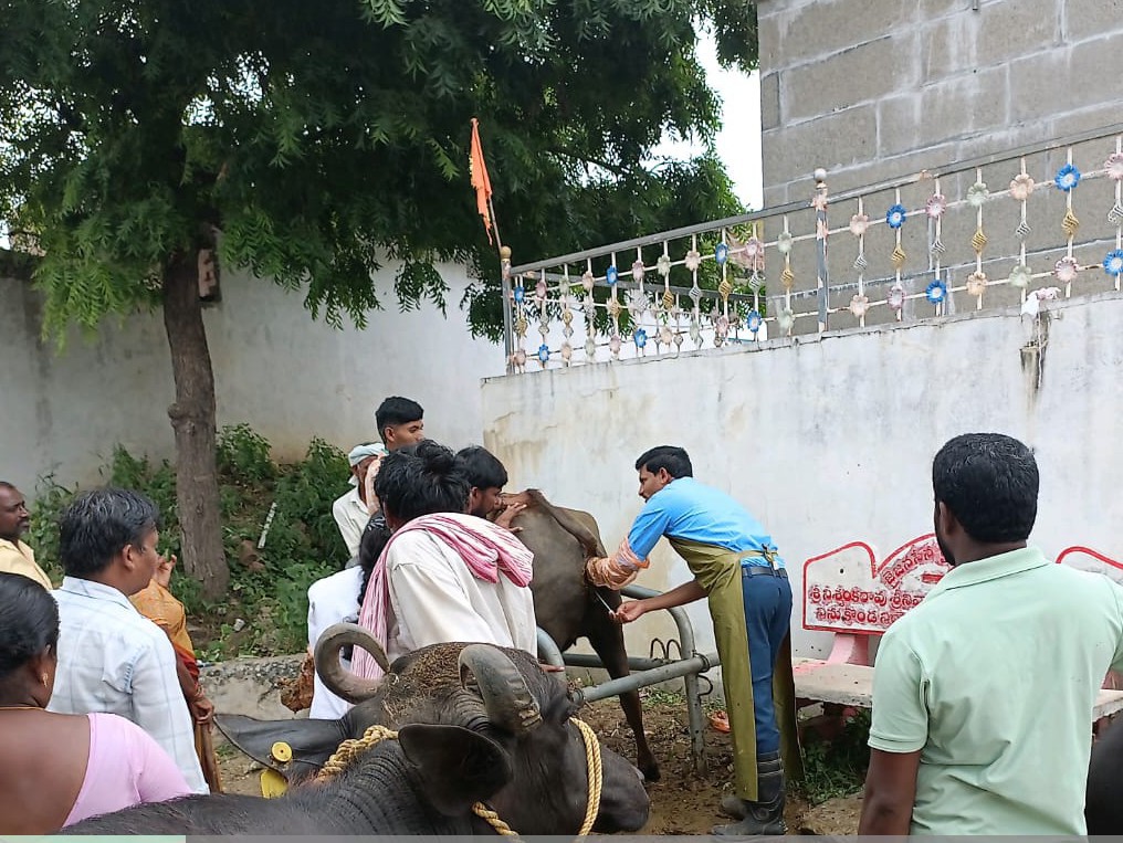 పశువులకు ఉచిత గర్భకోశ వ్యాధుల చికిత్సలు