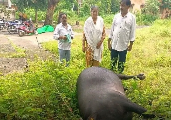 విద్యుత్ తీగ తగిలి గేదె మృతి