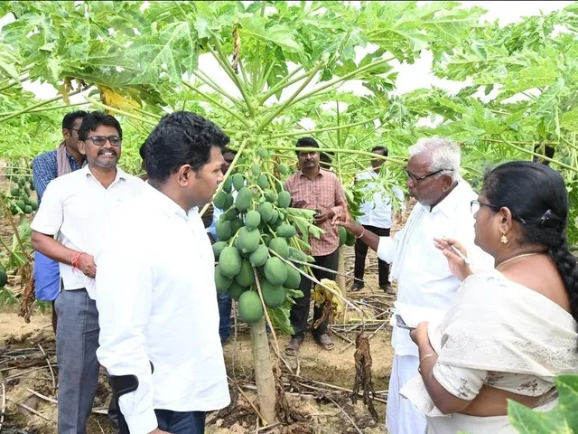 రేపు బొప్పాయి ఎగుమతి ధరలు నిర్ణయం