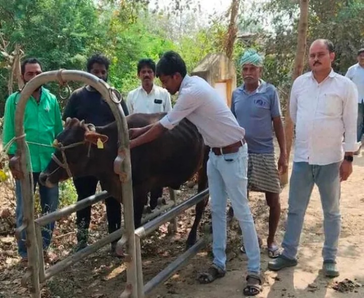 జిల్లాలో గాలికుంటు వ్యాధి టీకాలు ప్రారంభం