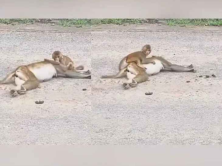 మనస్సును కదిలించిన ‘వానర’ ప్రేమ