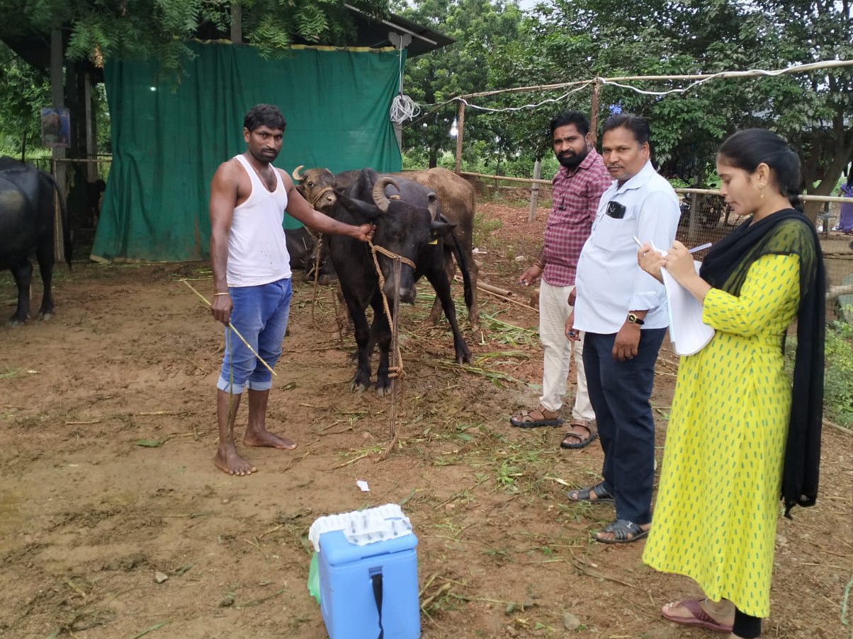 పశువులకు గాలికుంటు వ్యాధి నివారణ టీకాలు