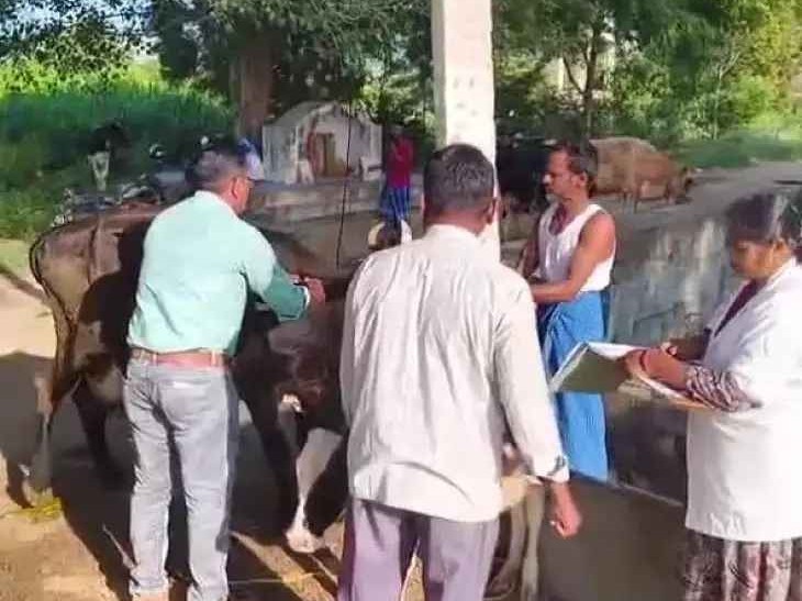 టీకాలతోనే వ్యాధి నిరోధక శక్తి: పశు వైద్యాధికారి