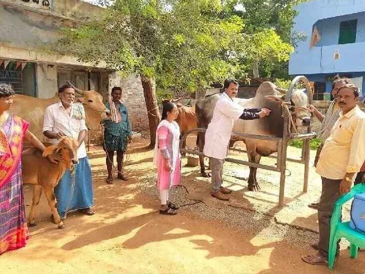 డోన్‌లో గాలికుంటు టీకా కార్యక్రమం