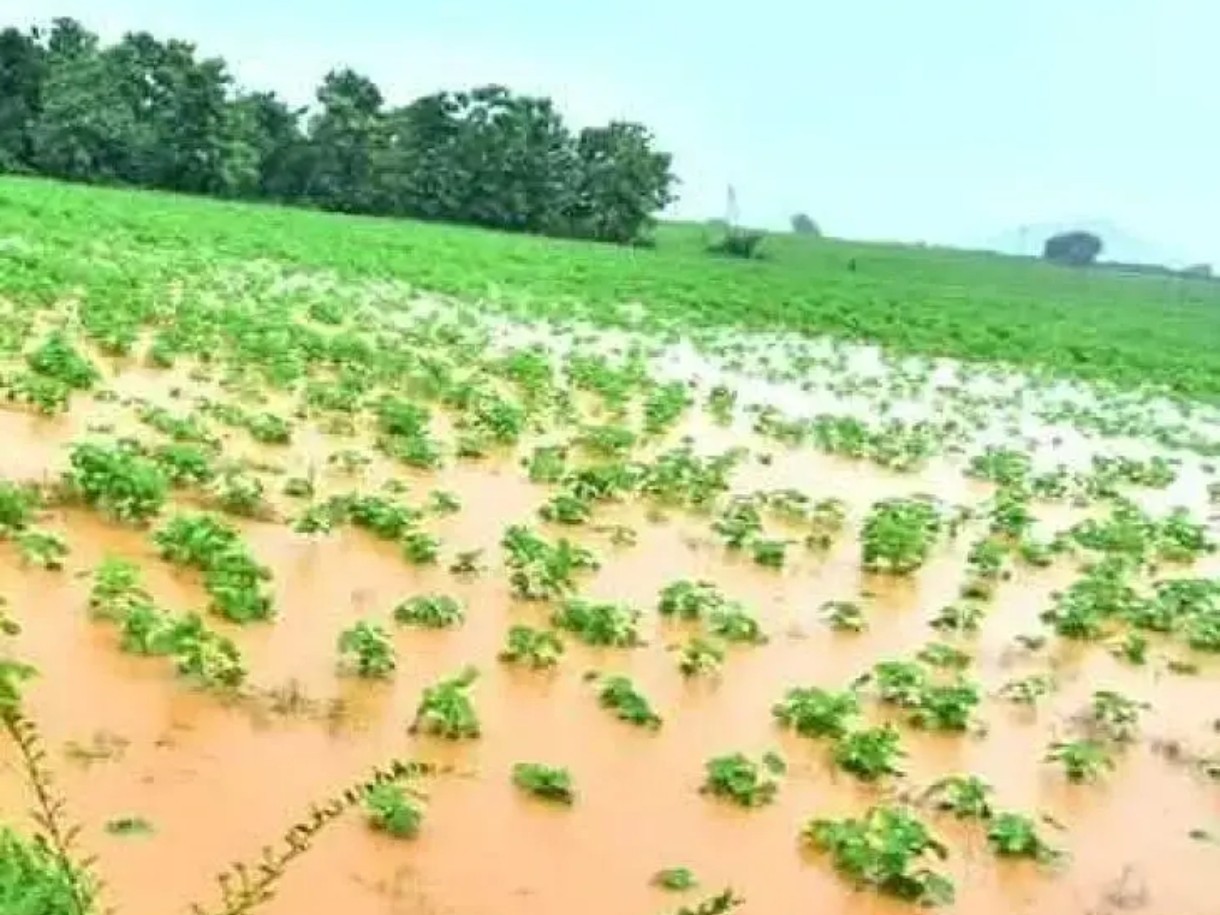 జిల్లాలో 5,548 ఎకరాల్లో పంట నష్టం