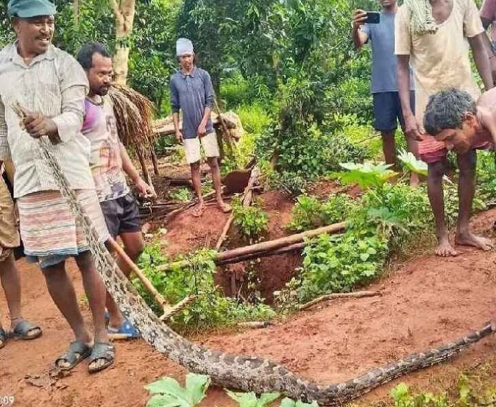 8 అడుగుల భారీ కొండ చిలుల హల్‌చల్