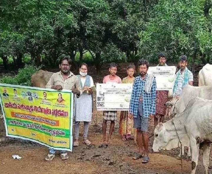 పాచిపెంట మండలంలో గాలికుంట టీకా కార్యక్రమం