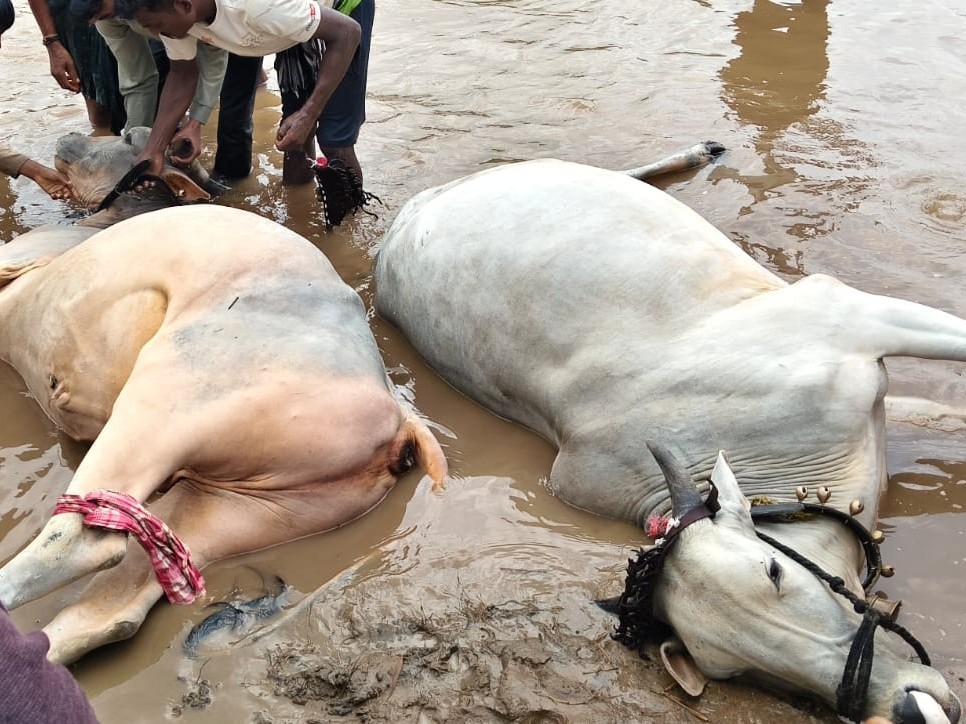 వరదకు కొట్టుకుపోయిన ఎడ్లబండి