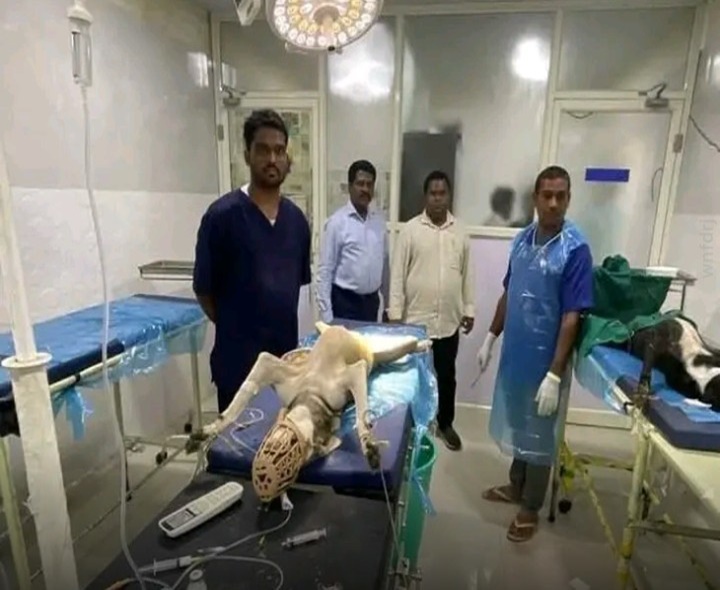 వీధి శునకాలకు స్టెరిలైజేషన్