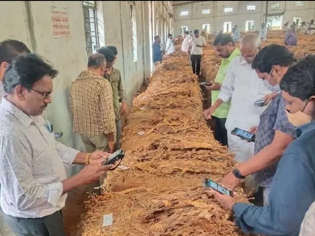 కొండేపిలో కొండెక్కిన పొగాకు ధర