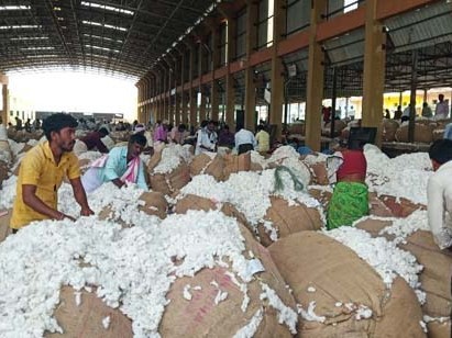ఆదోని వ్యవసాయ మార్కెట్లో పత్తి ధర పతనం