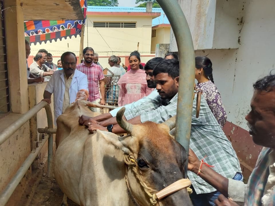 మురపాకలో ఉచిత పశువైద్య శిబిరం