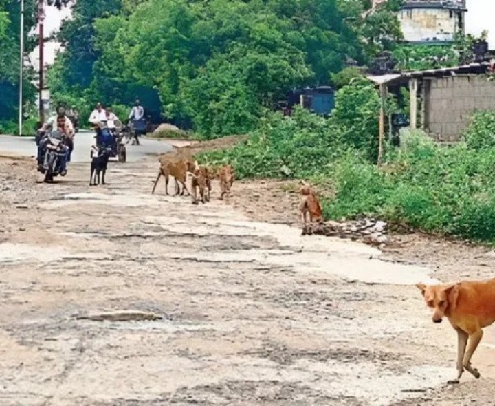 వీధి కుక్కల భయం.. ప్రజలు ఆందోళన