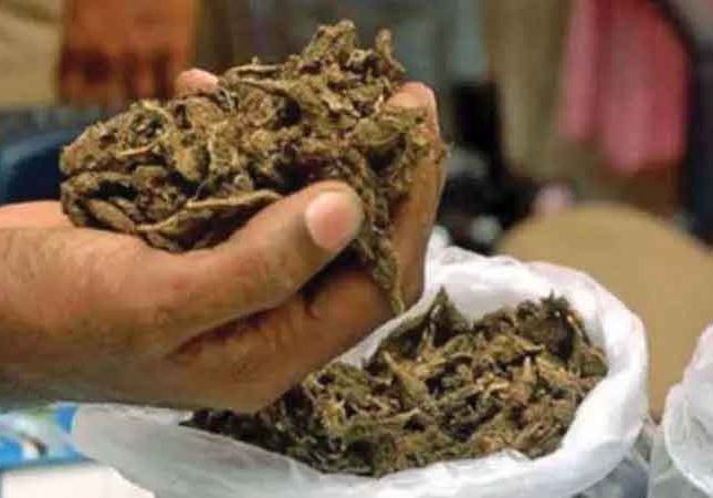 శంషాబాద్ ఎయిర్ పోర్టులో గంజాయి పట్టివేత
