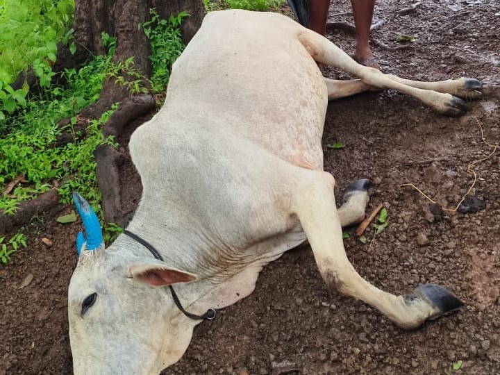 పిడుగుపాటుకు గురై ఆవు మృతి