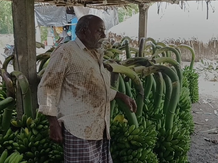 కొల్లిపరలో కళకళలాడుతున్న అరటి మార్కెట్లు