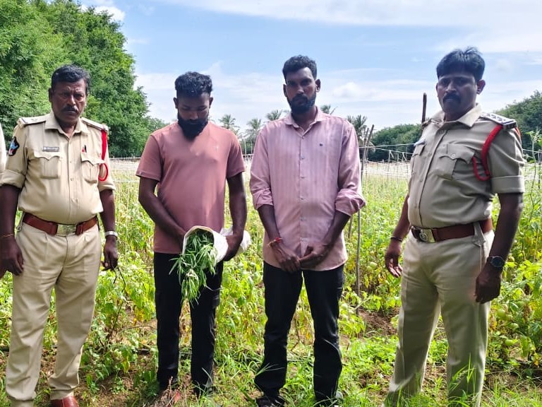 గంజాయి కేసులో ఇరికించే కుట్రను భగ్నం చేసిన పోలీసులు
