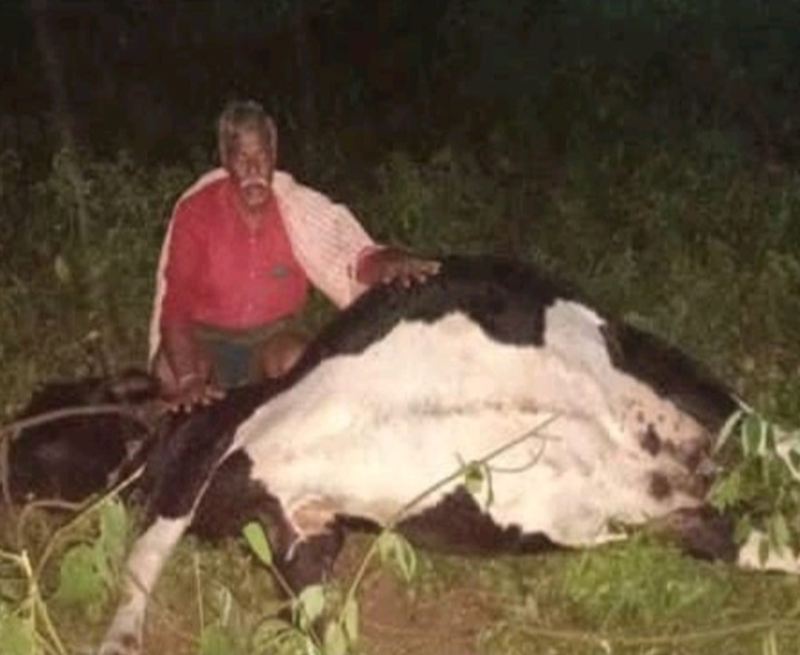పిడుగు పాటుకు ఆవు మృతి