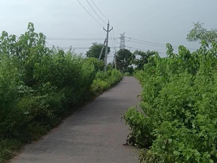 ‘పిచ్చి మొక్కలను తొలగించండి’