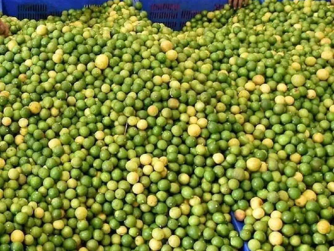 తెనాలిలో నేటి నిమ్మ ధరలు ఇలా