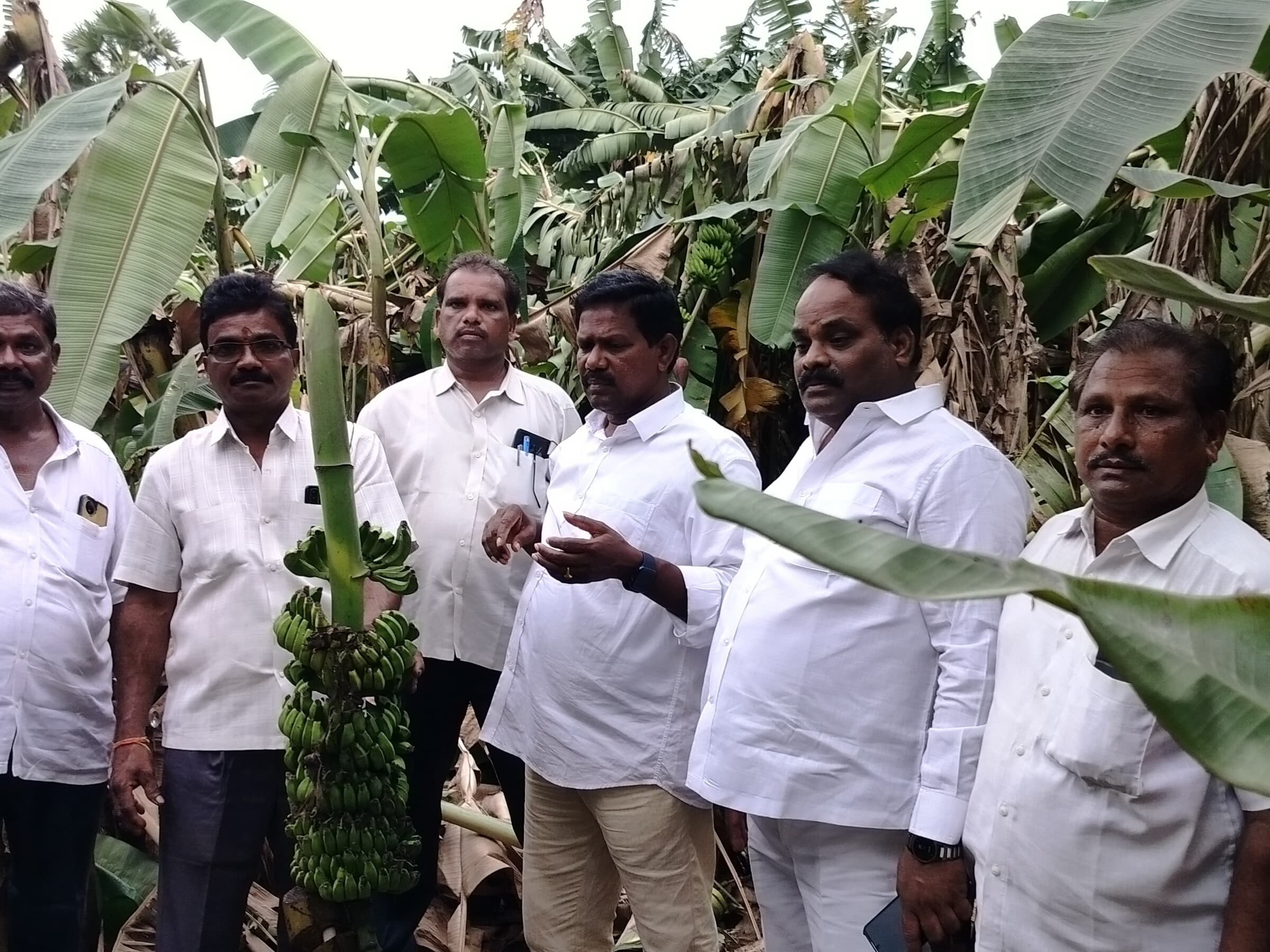 పంట నష్టపోయిన అరటి రైతులను ఆదుకోవాలి: తలారి వెంకట్రావు